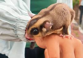 Snack Favorit Sugar Glider yang Bikin Hewan Kesayangan Makin Aktif